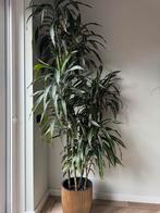 Grote Dracaena in Pot, Ophalen, Overige soorten, Halfschaduw, In pot