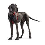 HUNTER Neopren Harnas / Hondentuig XXL 81-100 cm Rood KXXXJE, Ophalen of Verzenden, Nieuw