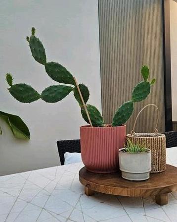 Opuntia Cactus, plant schuifcactus vijgcactus kamerplant beschikbaar voor biedingen