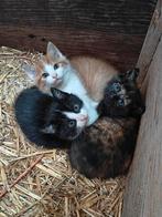 Kittens te koop, Dieren en Toebehoren, Meerdere dieren, Ontwormd