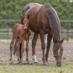 Hengst veulen van HH Conrad Z, Dieren en Toebehoren, Paarden, Springpaard, 0 tot 2 jaar, Hengst, 170 tot 175 cm