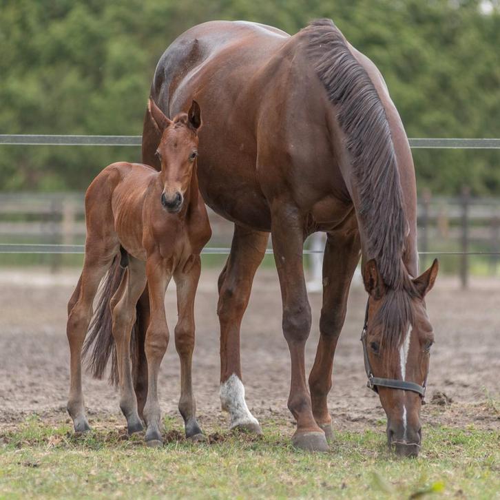 Hengst veulen van HH Conrad Z, Dieren en Toebehoren, Paarden, Hengst, 170 tot 175 cm, 0 tot 2 jaar, Springpaard, Gechipt, Ontwormd