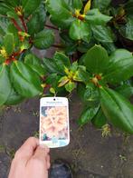Rhododendron struiken - Diverse kleuren, Vaste plant, Halfschaduw, Lente, Ophalen