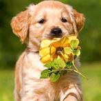 Wij zijn opzoek naar klein lief hondje, Rabiës (hondsdolheid), Reu, Eén hond, Klein