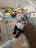 2 laatste teefjes, mogen over 2 weken weg. Kruising!, Dieren en Toebehoren, Honden | Niet-rashonden, 8 tot 15 weken, Groot, Meerdere