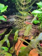 Te ruil, garnalen, ancistrus, waterplanten., Vis