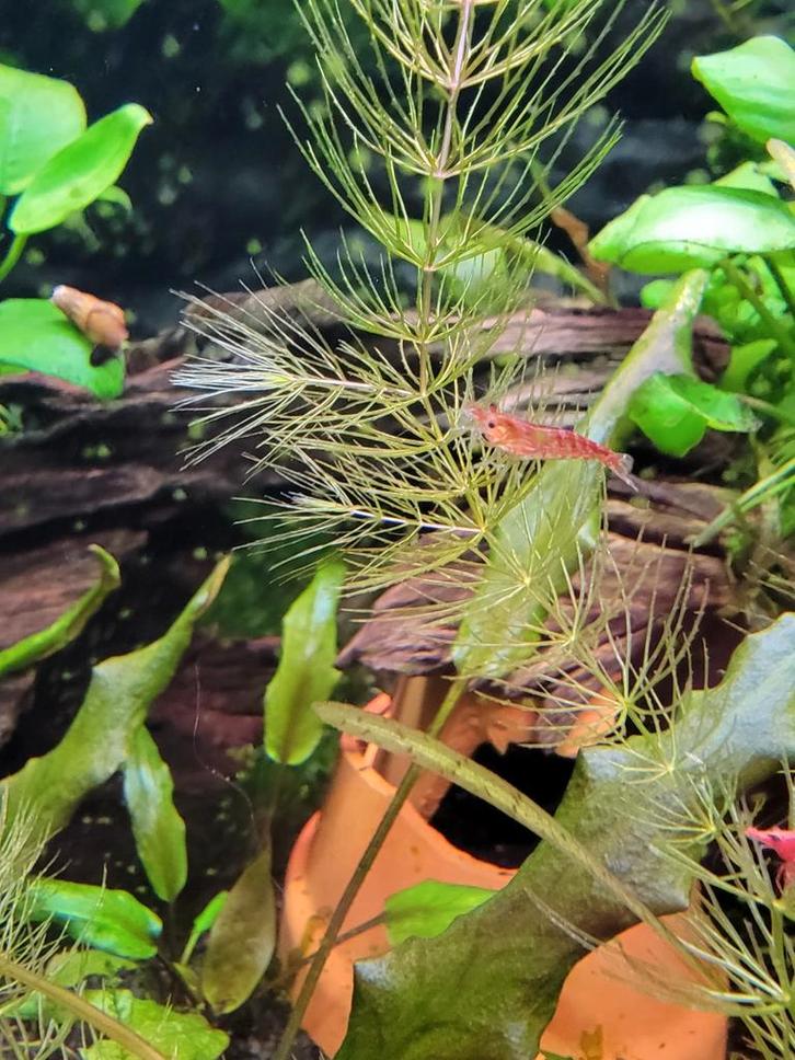 Te ruil, garnalen, ancistrus, waterplanten., Dieren en Toebehoren, Vissen | Aquariumvissen, Vis
