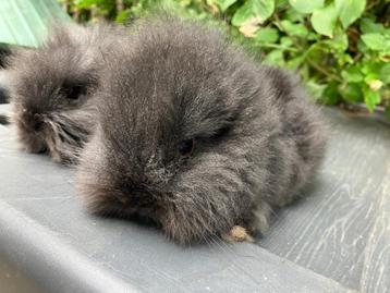 2 jonge zwarte dwergkonijntjes met hoog knuffelgehalte beschikbaar voor biedingen
