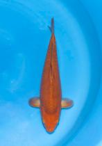 HQ JUMBO TOSAI FEMALE CHAGOI met CERTIFICAAT nice scale, Karper of Koi