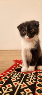 Nest van 3 Britse Korthaar & Scottish Fold Kittens + Moeder, Meerdere dieren, Gechipt
