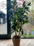 Ficus Elastica - Rubberplant 160cm, Huis en Inrichting, Kamerplanten, Ophalen, Ficus, Halfschaduw, In pot