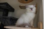 Ragdoll kittens met Stamboom, Dieren en Toebehoren, Katten en Kittens | Raskatten | Langhaar, Meerdere dieren, Gechipt