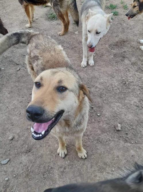 Lieve Lina zoekt een baasje om mee te knuffelen, Dieren en Toebehoren, Honden | Niet-rashonden, Middel, Teef, Particulier, Eén hond