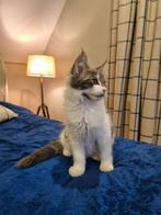 Schitterende Stamboom Maine Coon katers beschikbaar, Dieren en Toebehoren, Meerdere dieren, Gechipt, 0 tot 2 jaar