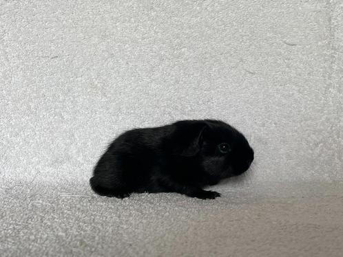 Zwart gladhaar cavia beertje, Dieren en Toebehoren, Knaagdieren, Mannelijk, Cavia, Juni