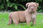 American Bully Reutjes, Overige rassen, CDV (hondenziekte), 8 tot 15 weken, Meerdere