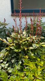 Astilbe rood en roze (schaduw plant), Ophalen, Zomer, Overige soorten, Volle zon