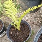 Varens  winterhard, Tuin en Terras, Planten | Tuinplanten, Ophalen, Bloeit niet, Varens, Halfschaduw