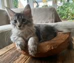 XXL Maine Coon Kittens beschikbaar €1450 met stamboom, Dieren en Toebehoren, Katten en Kittens | Raskatten | Langhaar, Meerdere dieren