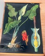 Originele oude schoolplaat: aronskelk 115 x 90 cm, Antiek en Kunst, Antiek | Schoolplaten, Ophalen, Natuur en Biologie