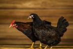 Barnevelder krielen | Jonge dieren van 15-17 weken, Dieren en Toebehoren, Pluimvee, Meerdere dieren, Kip