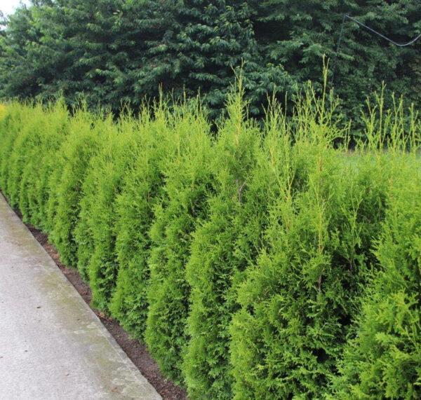 Topkwaliteit coniferen, Tuin en Terras, Planten | Tuinplanten, Overige soorten, Volle zon, Bloeit niet, Ophalen of Verzenden