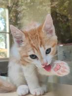 Kittens te koop. 1 Lapje poesje en 1 Rood katertje, Dieren en Toebehoren, Katten en Kittens | Overige Katten, Meerdere dieren