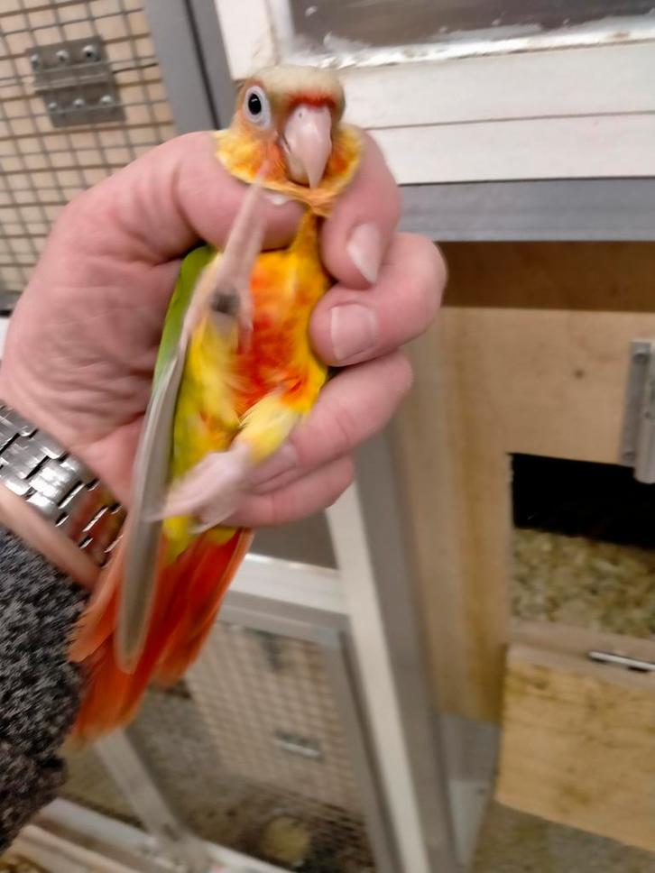 Jonge pyrrhura baby's net zelfstandig super lief, Dieren en Toebehoren, Vogels | Parkieten en Papegaaien, Papegaai, Meerdere dieren