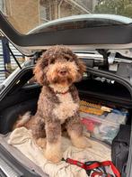 Prachtige sociale unieke bonte DOODLE dekreu aangeboden, Dieren en Toebehoren, Honden | Dekreuen, Eén hond, 3 tot 5 jaar, Nederland