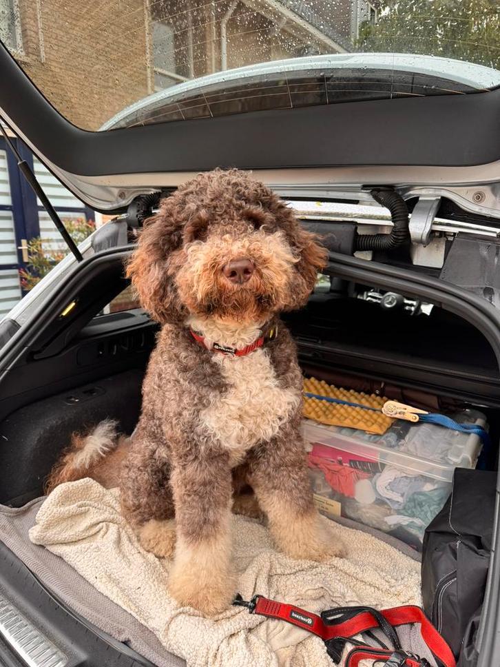 Prachtige sociale unieke bonte DOODLE dekreu aangeboden, Dieren en Toebehoren, Honden | Dekreuen, Reu, Particulier, Eén hond, Nederland