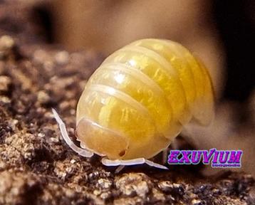 Armadillidium vulgare Gold isopods / pissebedden beschikbaar voor biedingen