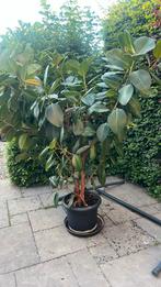 Kamerplanten, Huis en Inrichting, Ophalen, Ficus, 150 tot 200 cm