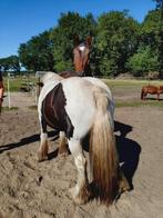 24/7 paddock paradise voor merrie in Ubbena, Dieren en Toebehoren, Stalling en Weidegang