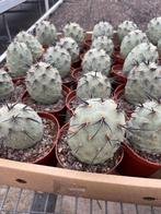 Tephrocactus Geometricus 'Diablo' 11 cm pot. Argentinie, Ophalen of Verzenden, Minder dan 100 cm, Bloeiende kamerplant, Volle zon