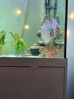 Discus koppel blauw, Dieren en Toebehoren, Vissen | Aquariumvissen, Vis