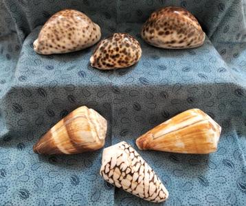 Lot schelpen -. Cypraea en Conus.