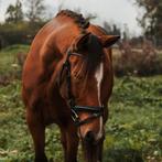 Verzorgster/bijrijder gezocht, verzorgpony aangeboden., Dieren en Toebehoren, Ophalen of Verzenden