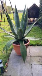Allerlei agaves, Tuin en Terras, Planten | Tuinplanten, Ophalen, Overige soorten, Volle zon