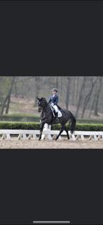 Knappe 2 jarige hengst, Minder dan 160 cm, Met stamboom, Dressuurpaard, 0 tot 2 jaar