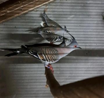 10 australische kuifduiven  beschikbaar voor biedingen