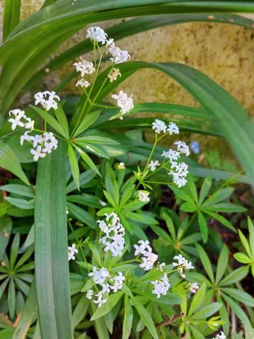 Div. plantjes tk: oa Hertshooi,hortensia,lievevrouwebedstro beschikbaar voor biedingen