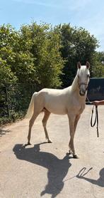 Prachtige pre jaarling hengst, Dieren en Toebehoren, Paarden, Niet van toepassing, Dressuurpaard, 0 tot 2 jaar, Hengst