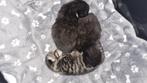 Kittens, Dieren en Toebehoren, Katten en Kittens | Overige Katten, Poes, 0 tot 2 jaar