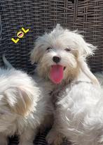 Mooie Sociale Maltezer pups, Dieren en Toebehoren, Honden | Chihuahua's en Gezelschapshonden, België, Maltezer, Particulier, Rabiës (hondsdolheid)
