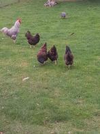 Dubbel gezoomd barnevelders, Dieren en Toebehoren, Pluimvee, Vrouwelijk, Kip