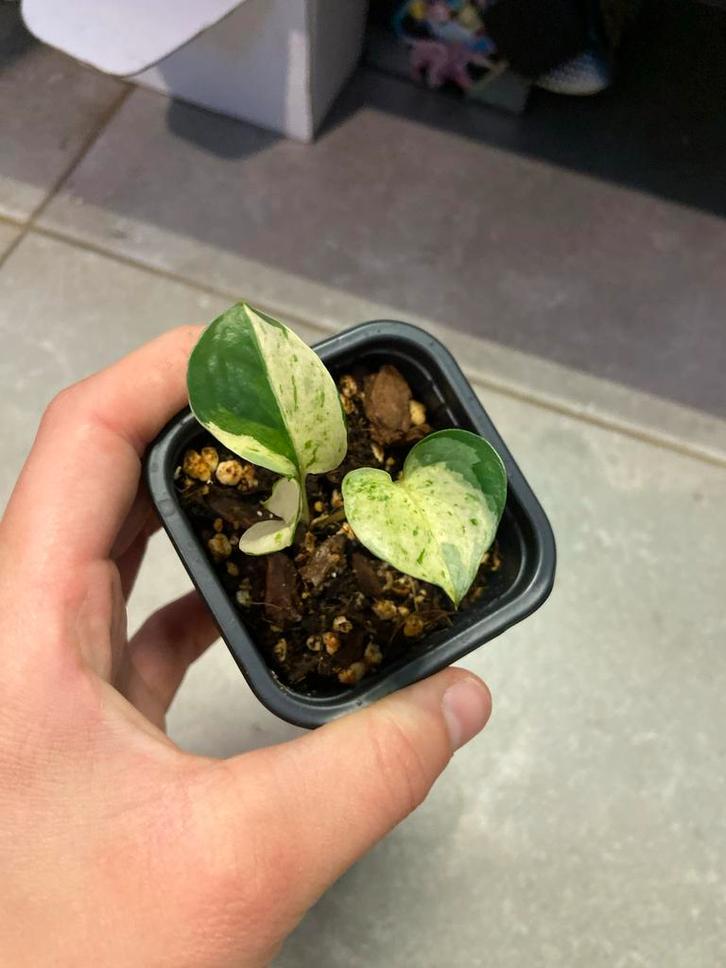 Epipremnum Stekjes - Green on Green & Manjula, Huis en Inrichting, Kamerplanten, Overige soorten, Minder dan 100 cm, Groene kamerplant