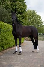 Talentvolle zwarte kwpn merrie v Just Whimphof, Dieren en Toebehoren, Paarden, Merrie, Dressuurpaard, 3 tot 6 jaar, L