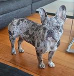 Prachtige Franse Bulldog, teefje 8 maanden, Merle kleur, 15 weken tot 1 jaar, Teef, Bulldog, Eén hond
