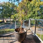 Plant + pot, Ophalen, Bloeit niet, Halfschaduw, Overige soorten