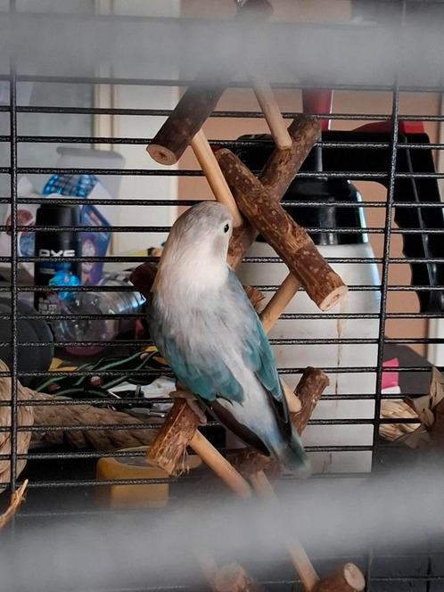 Agapornis fisheri 19 weken, Dieren en Toebehoren, Vogels | Parkieten en Papegaaien, Dwergpapegaai of Agapornis, Mannelijk